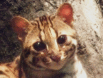 yamaneko.gif