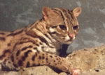 yamaneko1.gif